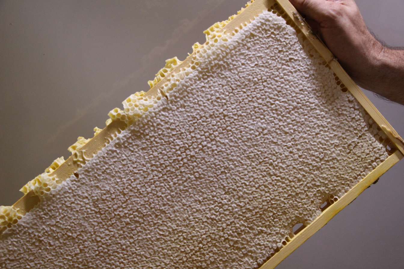 Hive frame of honey